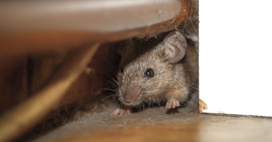Mouse hiding under pipe in house