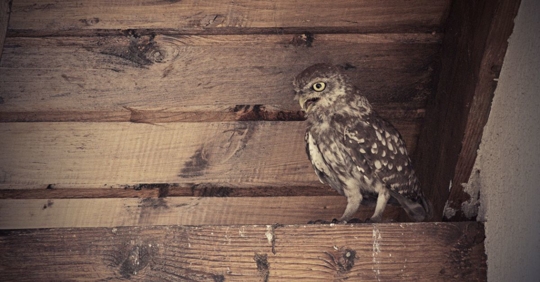 Owl in attic