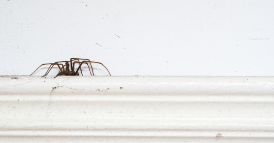 Spider on baseboard