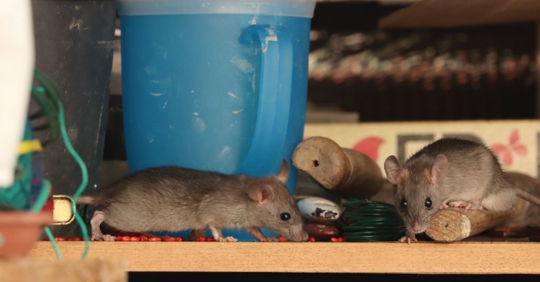 Mice inside home