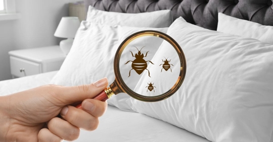 Bed bugs through a magnifying glass.