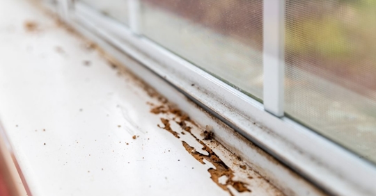 termite damage on window