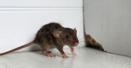 Grey rat near wooden wall on floor