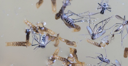Mosquito larvae in water