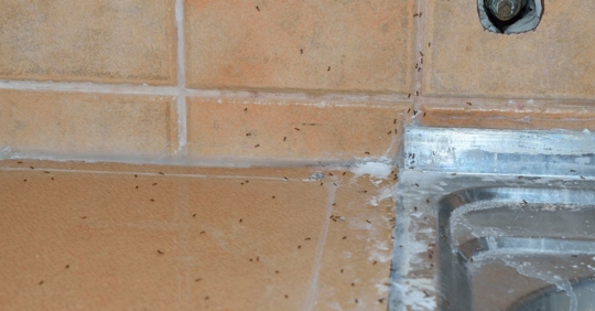 Ants in a kitchen