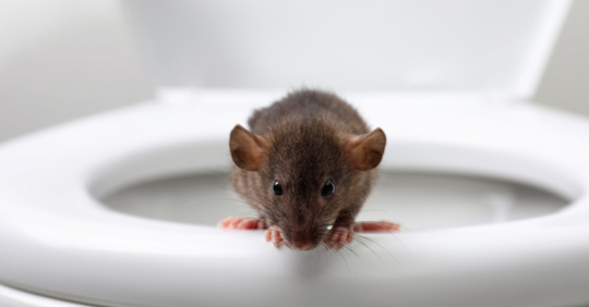 Mouse sitting on a toilet