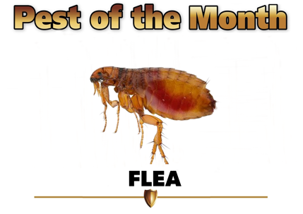 Pest of the Month - Flea
