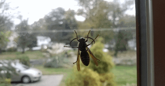 home pest control