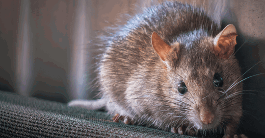 Mouse on a carpet