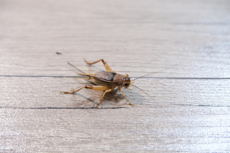 House cricket on wood