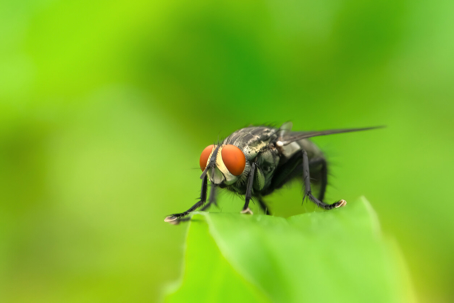 Cluster fly on green leaf