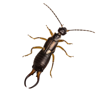 Earwig on blank white background