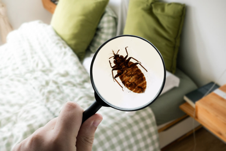 Magnified glass image of bed bug on mattress