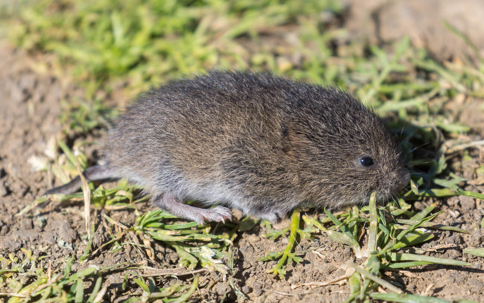 Meadow vole on grassy patch