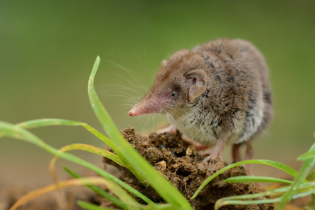 Small mammal with brown fur standing on meadow in garden