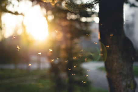 mosquitos