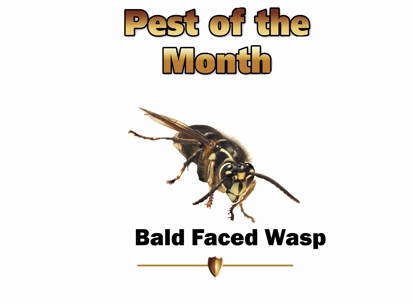 Bald Faced Wasp