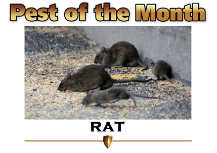 Rat