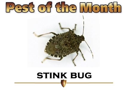 Stink Bug