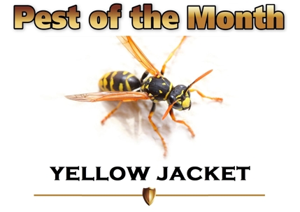 Yellow Jacket