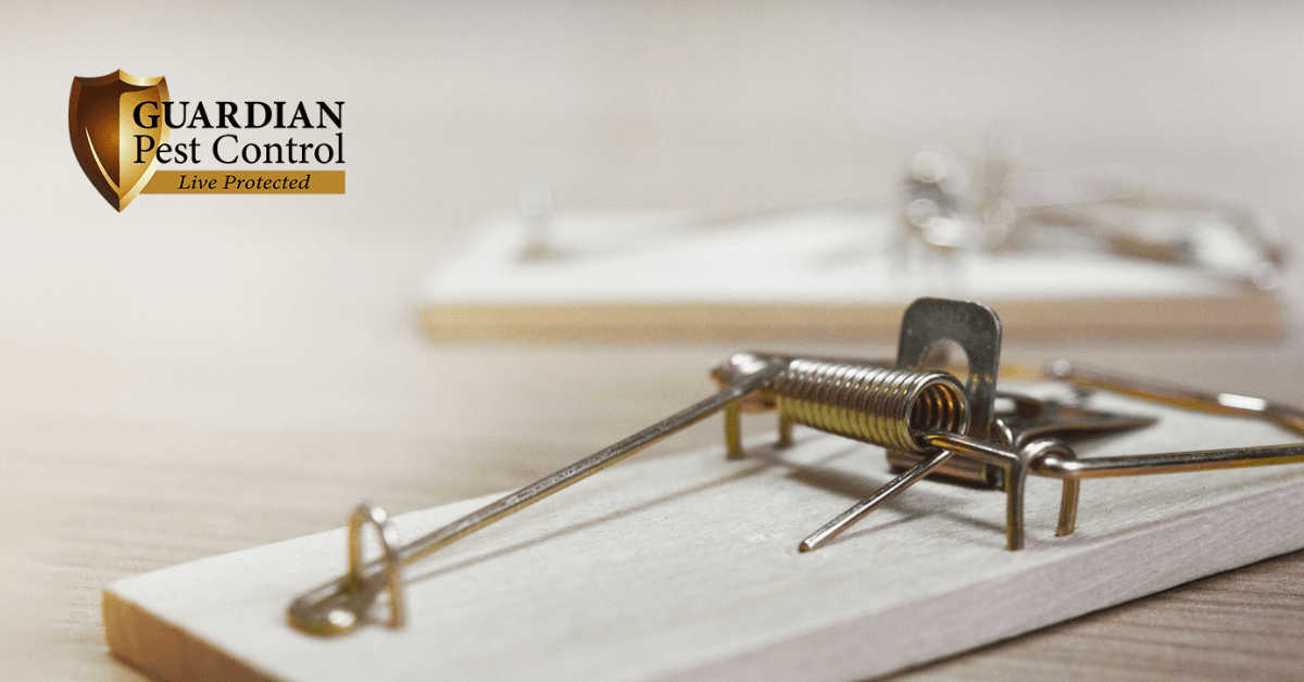 Why You Should Avoid DIY Pest Control