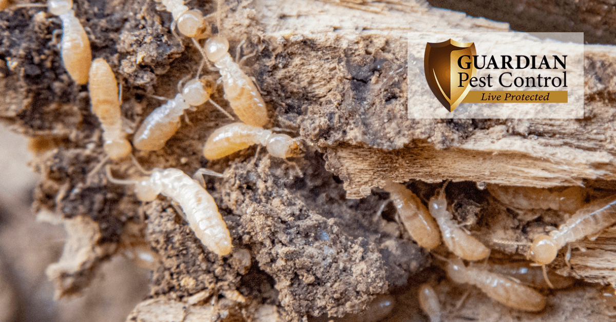 The Scientific Reason Why Moisture Increases Termite Activity