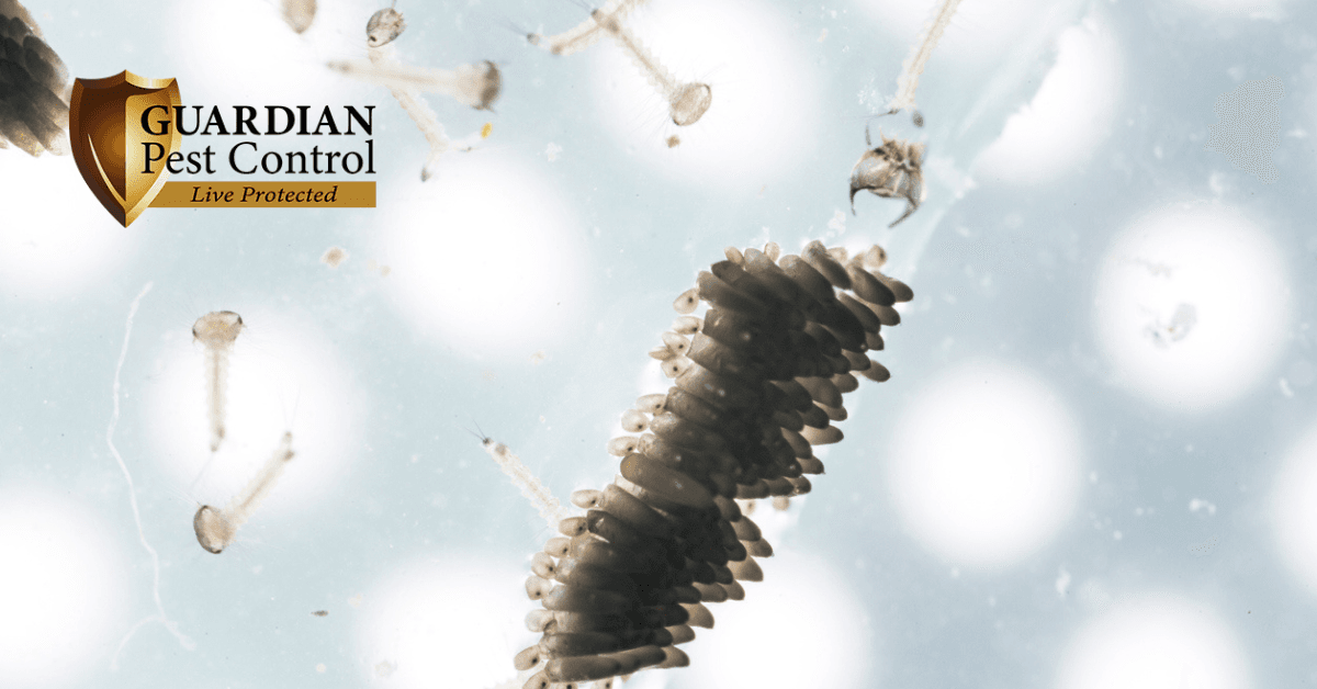 An Intricate Look Into The Lifecycle of Mosquitoes