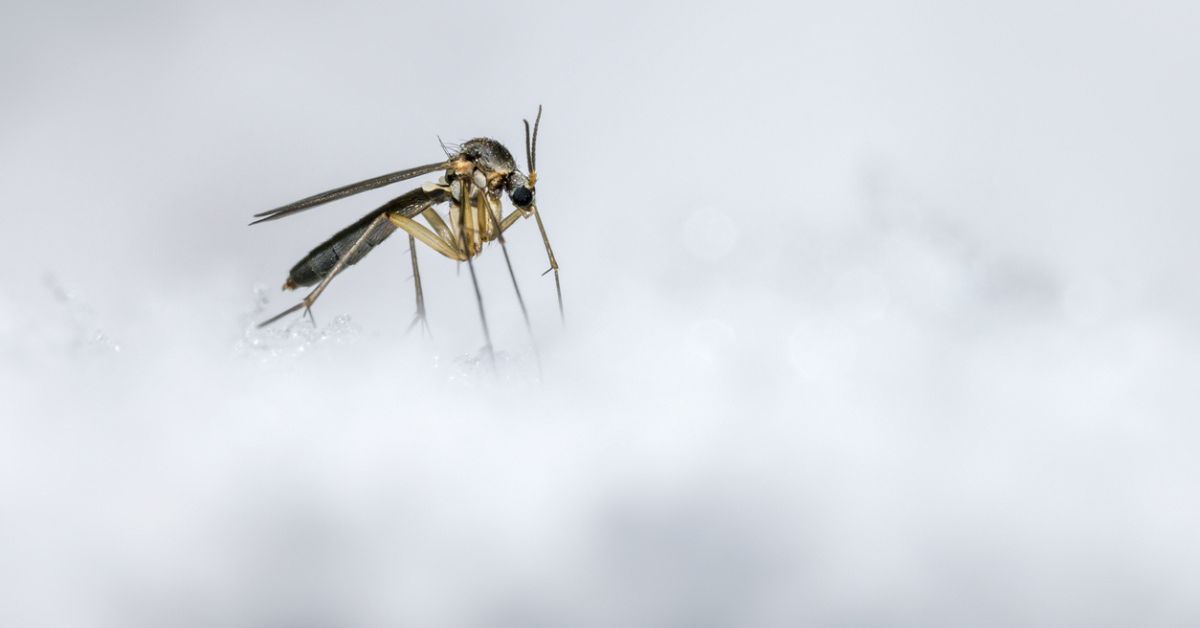 How Do Mosquitoes Survive the Winter? Guardian Pest Control