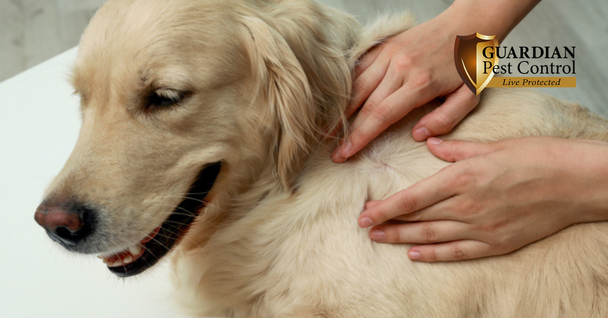 What to Do If You Find Ticks in Your Home