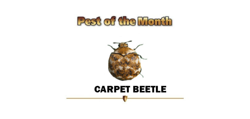 Carpet Beetle